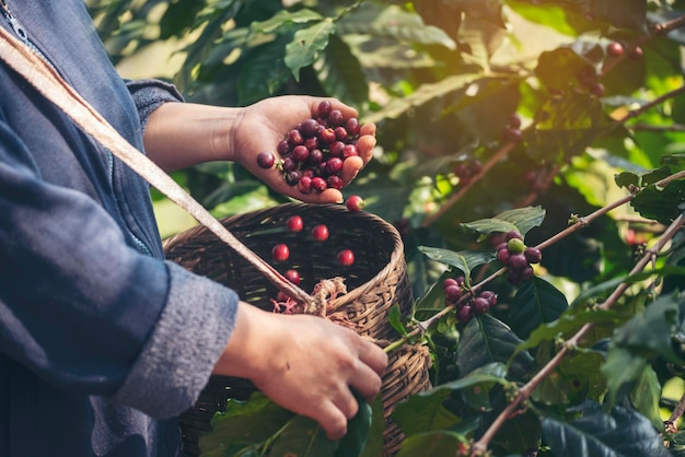 Manos de hombre cosechan granos de café maduros Planta de bayas rojas semillas frescas crecimiento de árboles de café en granja orgánica ecológica verde Manos de cerca cosechan semillas de café maduras rojas robusta arábica baya cosechando finca de café