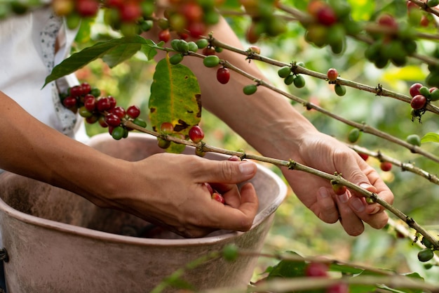 Foto manos del hombre cosechando café maduro café rojo maduro y listo para cosechar. ramas de cafeto