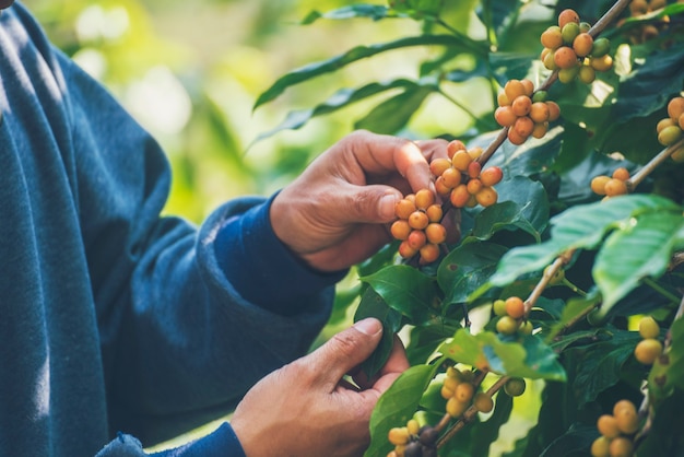 Manos de hombre cosechar granos de café maduros frutos rojos planta semilla crecimiento del árbol de café en granja orgánica verde
