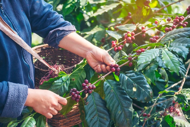 Manos de hombre cosechar granos de café maduros frutos rojos planta semilla fresca crecimiento del árbol de café en granja orgánica