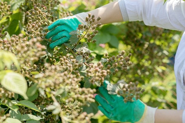 Manos de un hombre con guantes en el jardín cuidan las plantas. Jardinería, horario de verano, cosecha. Bayas verdes inmaduras en las ramas de los arbustos de BlackBerry.