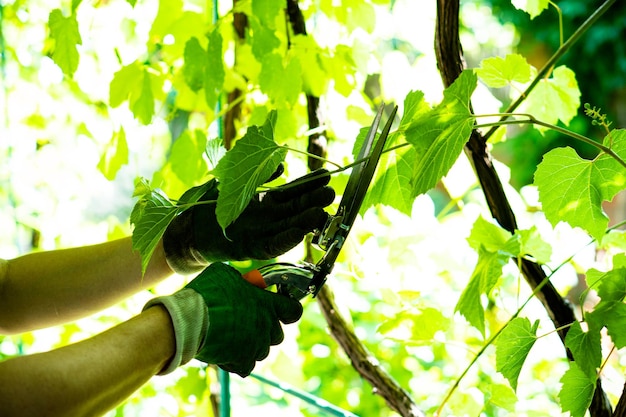 Manos de hombre jardinero en guantes podando uvas