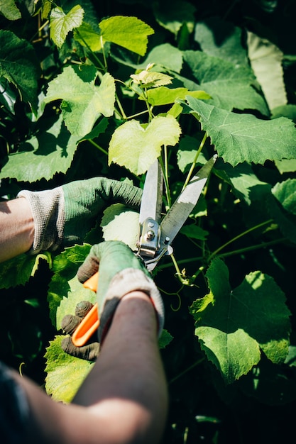 Manos de hombre jardinero en guantes podando uvas