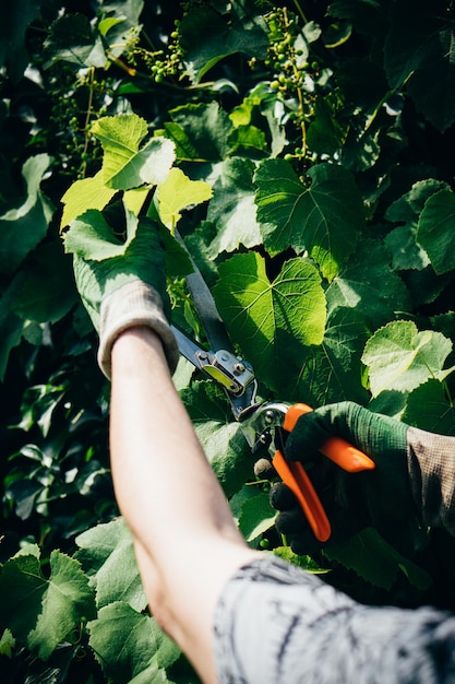 Manos de hombre jardinero en guantes podando uvas