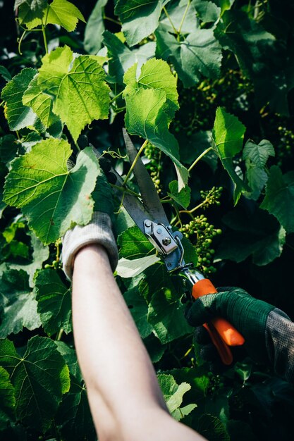 Manos de hombre jardinero en guantes podando uvas