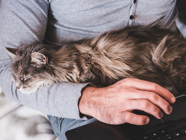 Manos de hombre, laptop y un gatito suave y lindo.