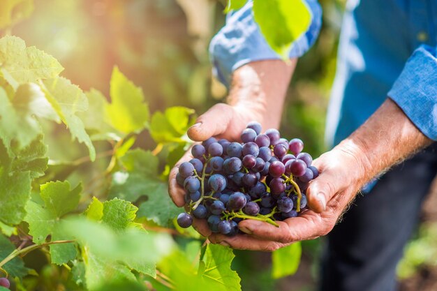 Manos de hombre mayor irreconocible en camisa azul sosteniendo un ramo de uvas rosadas maduras en sus manos