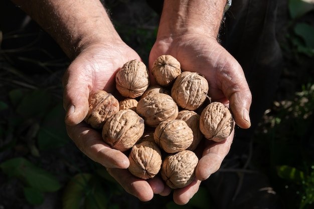 Manos del hombre con un puñado de nueces