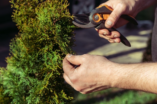 Manos del hombre que corta ramas de thuja con una podadora, en el jardín a la luz del sol