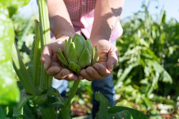 Las manos de un hombre que sostiene una alcachofa sin cosechar de una planta Concepto de cuidado y control de calidad de los alimentos Agricultura orgánica que cuida el medio ambiente