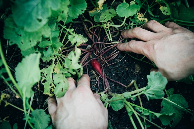 Las manos del hombre y el rábano en el suelo cultivan verduras en el jardín.