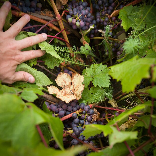 Las manos del hombre separan las hojas de la vid y revelan racimos de uvas orgánicas azules