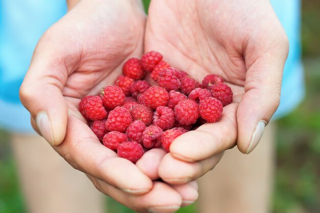 Manos del hombre sosteniendo frambuesa fresca cruda roja