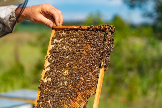 Manos de un hombre sostiene un marco con panales para abejas en el jardín en verano Apicultor sosteniendo panal con abejas en sus manos mirándolo Primer plano