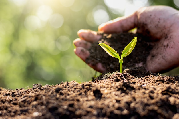 Las manos de los hombres están plantando plántulas.