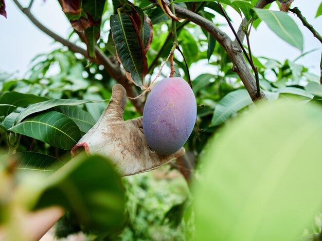 Foto manos humanas cosechando frutos de mango maduros en un árbol de mango follaje verde en el fondo