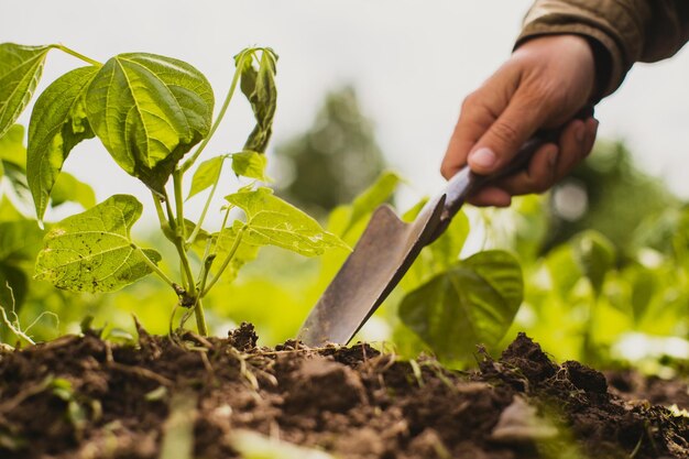 Manos humanas plantan una plántula agrícola en el jardín Tierra cultivada de cerca Concepto de jardinería Plantas agrícolas que crecen en la fila de la cama