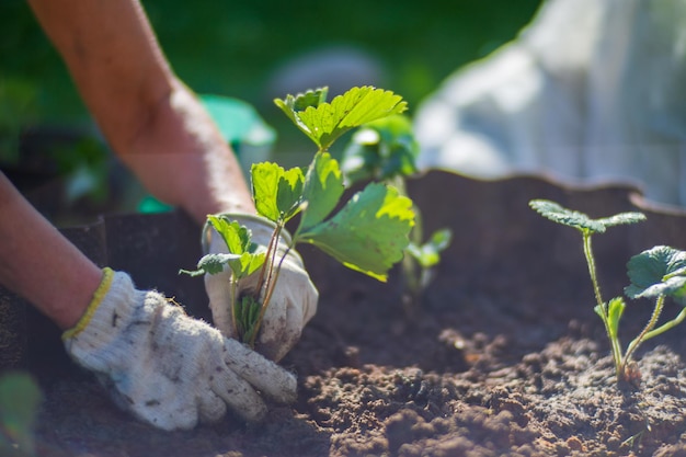 Manos humanas plantan una plántula agrícola en el jardín Tierra cultivada de cerca Concepto de jardinería Plantas agrícolas que crecen en la fila de la cama