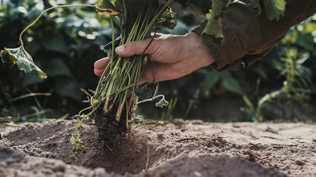 Manos humanas plantan una plántula de fresa en el jardín Tierra cultivada de cerca Concepto de jardinería Plantas agrícolas que crecen en la fila de la cama