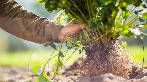 Manos humanas plantan una plántula de fresa en el jardín Tierra cultivada de cerca Concepto de jardinería Plantas agrícolas que crecen en la fila de la cama