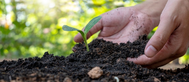 Manos humanas plantando plántulas o árboles en el suelo Día de la Tierra y campaña de calentamiento global.