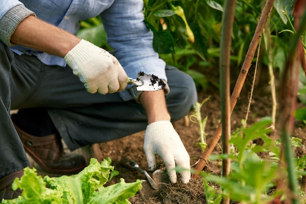 Manos humanas y plántulas contra el suelo fertilizado por mantillo Granjero planta plántulas de tomate en campo abierto Trabajo de primavera en el concepto de agricultura de cultivo de hortalizas en el huerto