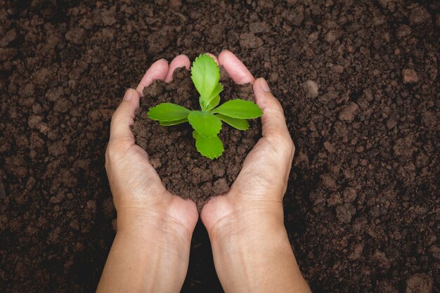 Manos humanas que llevan a cabo concepto verde de la pequeña vida vegetal. Concepto de la ecología.