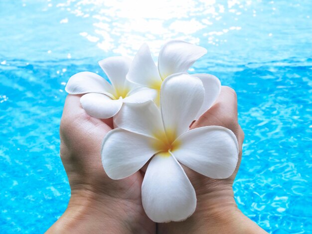 Manos humanas que sostienen la flor de Plumeria sobre el agua