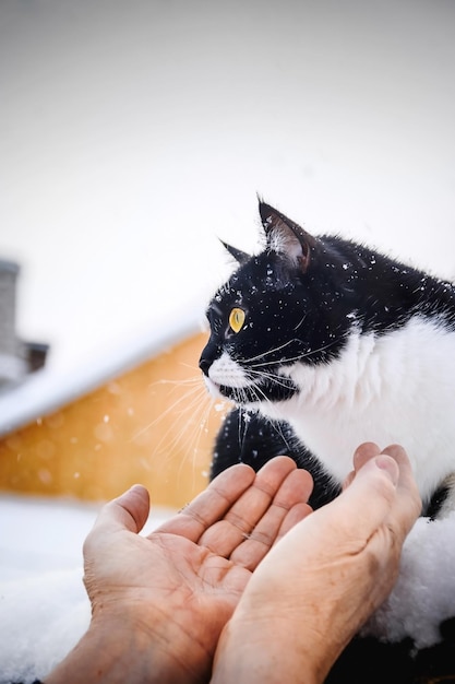 Las manos humanas se sienten atraídas por el gato sentado en el techo en invierno Ayuda al gato a congelarse