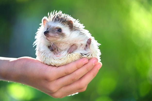 Manos humanas sosteniendo la pequeña mascota de erizo africano al aire libre el día de verano. Tener animales domésticos y cuidar el concepto de mascotas.