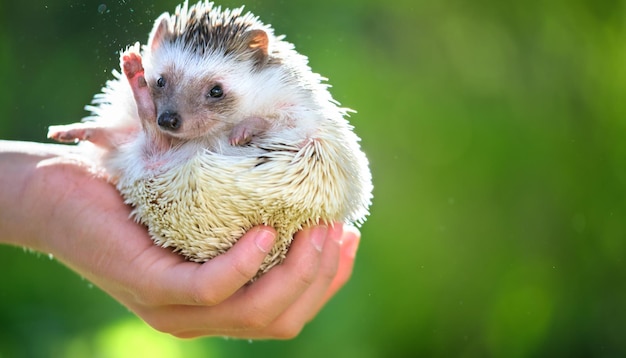 Manos humanas sosteniendo la pequeña mascota de erizo africano al aire libre el día de verano. Tener animales domésticos y cuidar el concepto de mascotas.