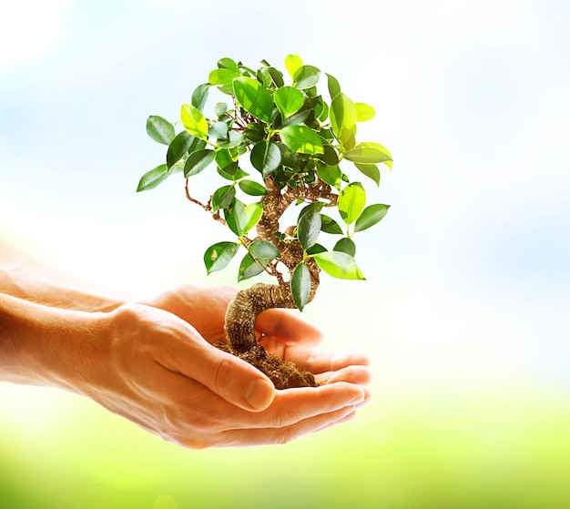 Manos humanas sosteniendo una planta verde sobre la naturaleza