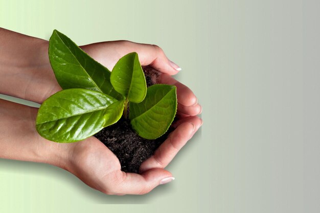 Foto manos humanas sosteniendo plantas de semillero en el suelo