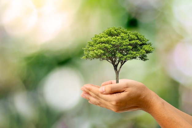 Las manos humanas sostienen un árbol enorme sobre un fondo verde concepto del Día Mundial del Medio Ambiente