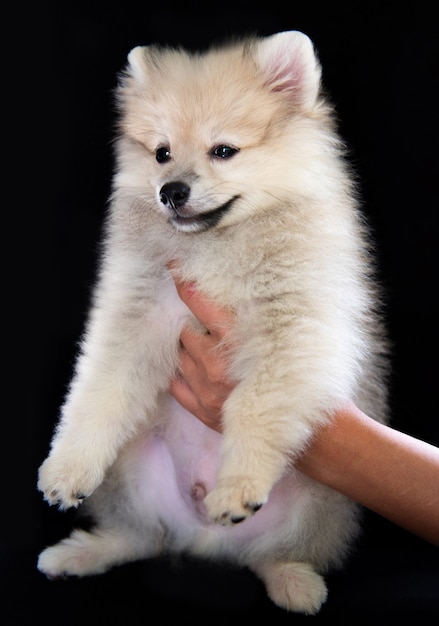 Las manos humanas sostienen un cachorro de Spitz blanco esponjoso sobre un fondo negro, el cachorro se ve un poco a un lado