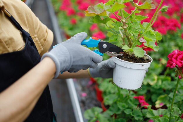 Manos de una jardinera cortando las hojas de una maceta con una podadora en el invernadero