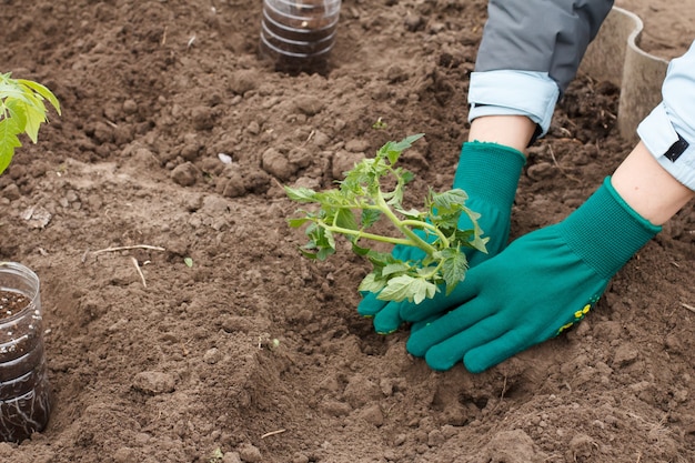 Manos de jardinera en guantes verdes está plantando plántulas de tomate en el suelo del jardín.