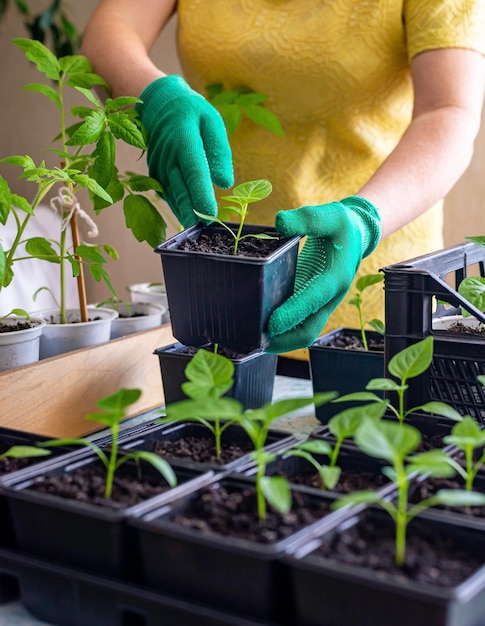 Las manos de un jardinero anciano con guantes se dedican a trasplantar plántulas de pimientos Cuidado de plantas de jardinería doméstica Cultivar un cultivo