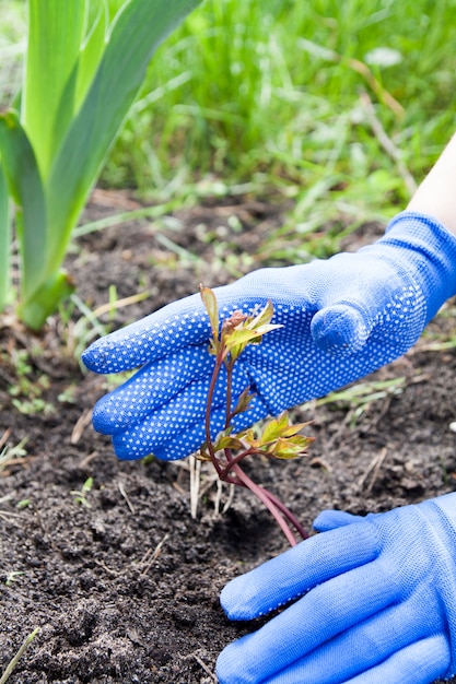 Las manos del jardinero se dedican a plantar peonías. Concepto de jardinería de primavera