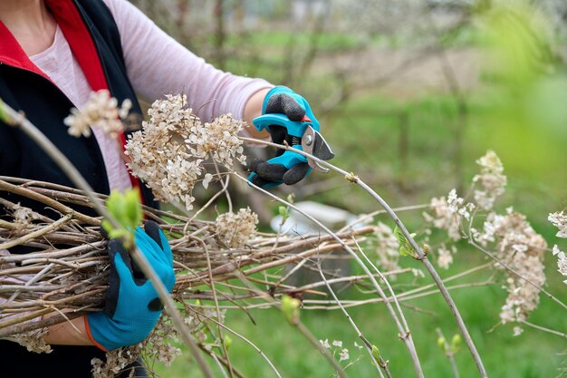 Manos de jardinero femenino en guantes con tijeras de podar arbusto de hortensia