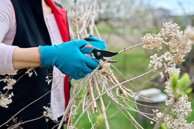 Manos de jardinero femenino en guantes con tijeras de podar arbusto de hortensia