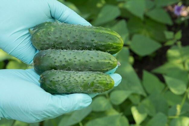 Manos de jardinero en guantes de látex verde sostiene pepinos maduros frescos. Cosecha de verano de hortalizas en el jardín.