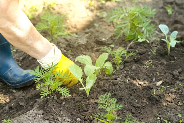 Manos del jardinero plantando una plántula de repollo en el huerto Seniora mujer trabajando en la granja