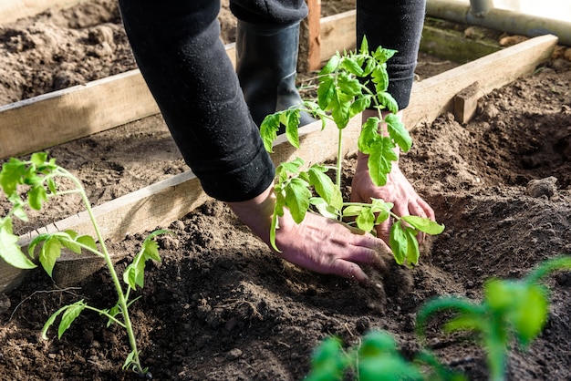 Manos de jardinero plantando una plántula de tomates en el suelo.