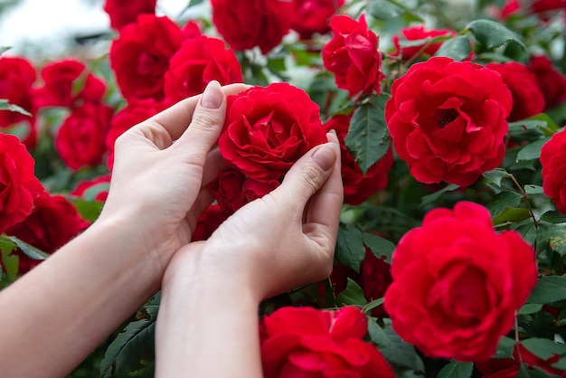 Las manos del jardinero sostienen un arbusto de rosas rojas niña haciendo floristería