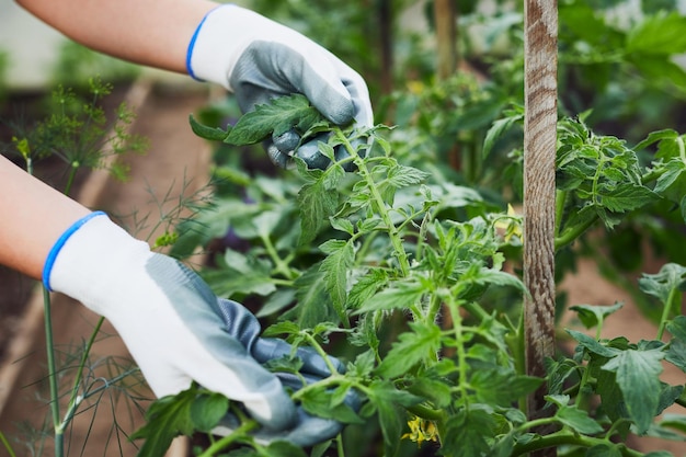 Manos de jardinero sostienen hojas de tomates en el jardín. La chica se encarga de los tomates y las hierbas.