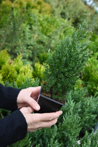 Las manos del jardinero sostienen una maceta con un árbol en una floristería o en un invernadero