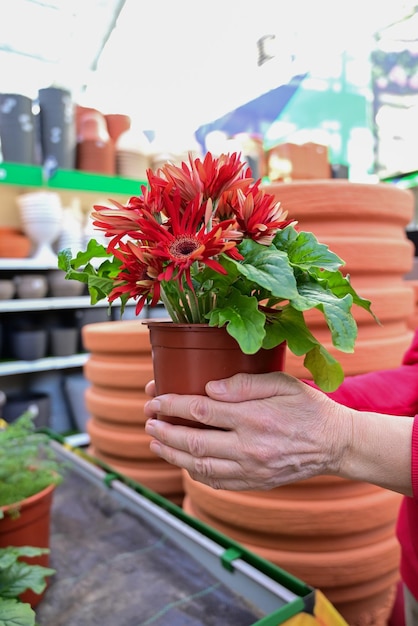 Las manos del jardinero sostienen una maceta con una flor en una floristería o en un invernadero