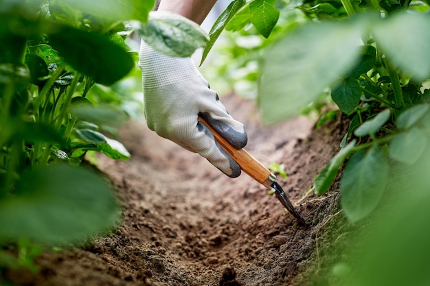 Manos de jardineros plantando y recogiendo vegetales y papas del jardín trasero