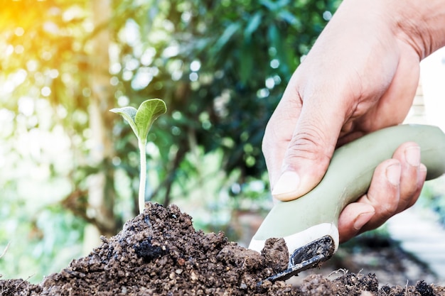 Las manos de los jardineros sostienen la pala para plantar el árbol